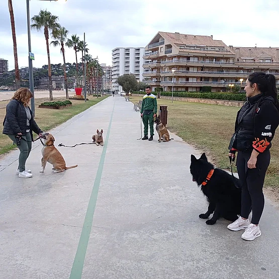 Adiestramiento canino