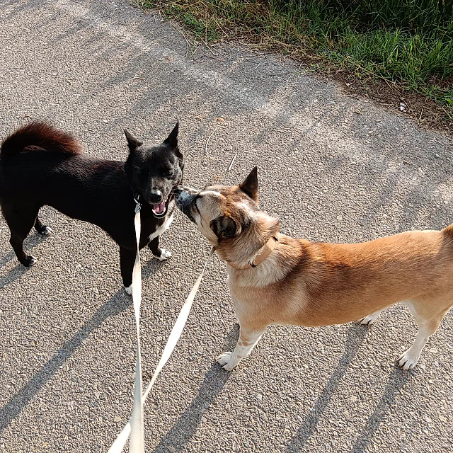 entrenando perro