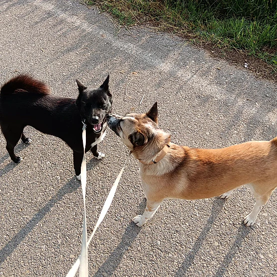 Adiestramiento canino