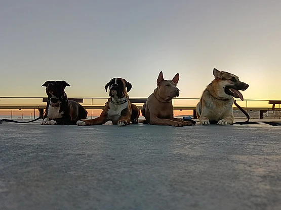 Adiestramiento canino