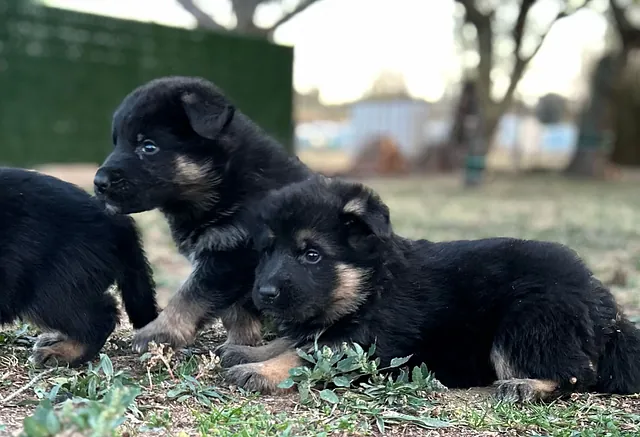 entrenando perro