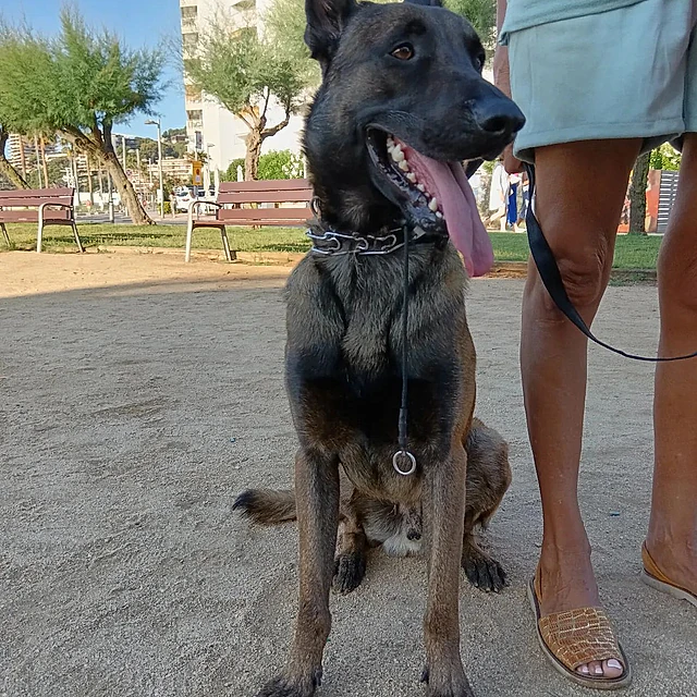 entrenando perro