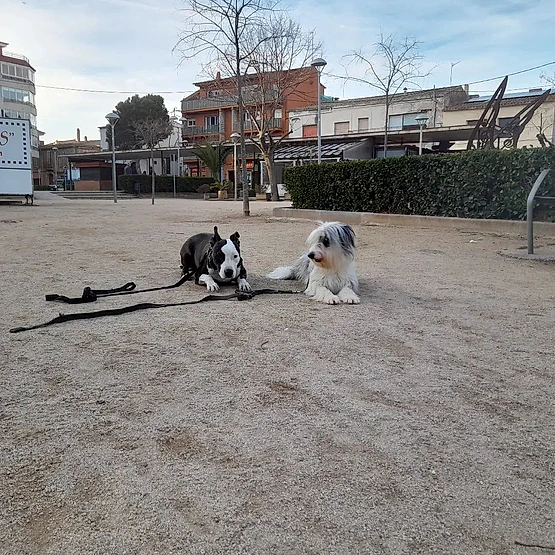 Adiestramiento canino