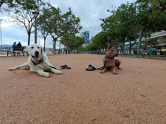 Adiestramiento canino