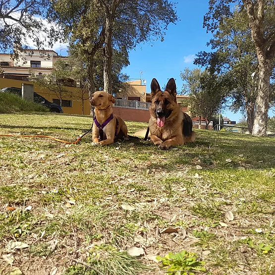 Adiestramiento canino