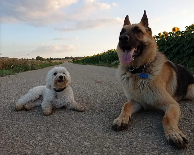 perros descansando 