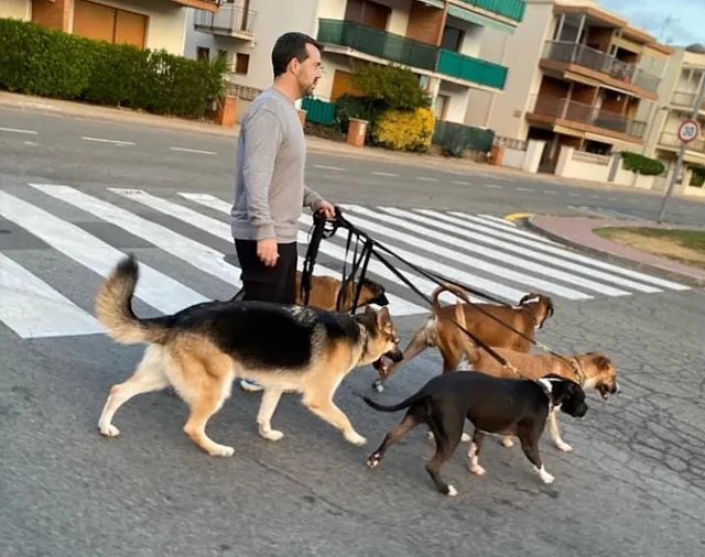 chico con varios perros